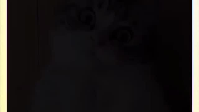 The cute moment of the kitten, is it yours!
