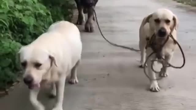 Good Dog