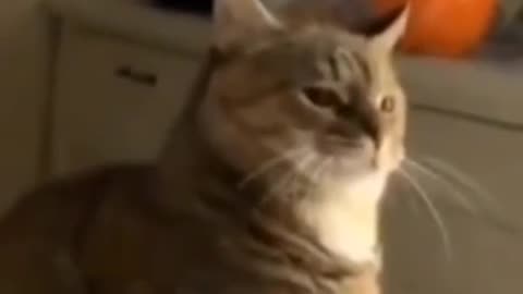 Funny animals video part1