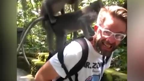 10 animal fails video