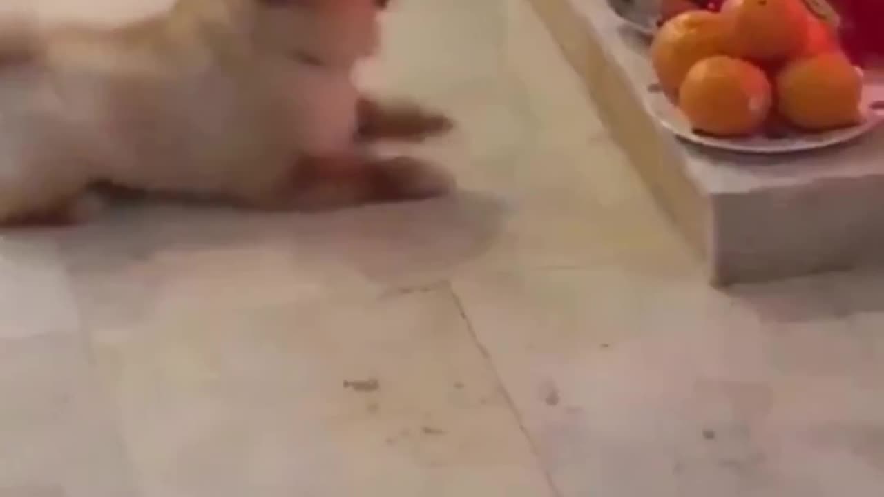 Cute dog