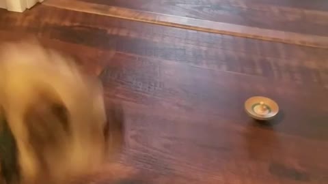 Brown dog barking at wooden top spinning