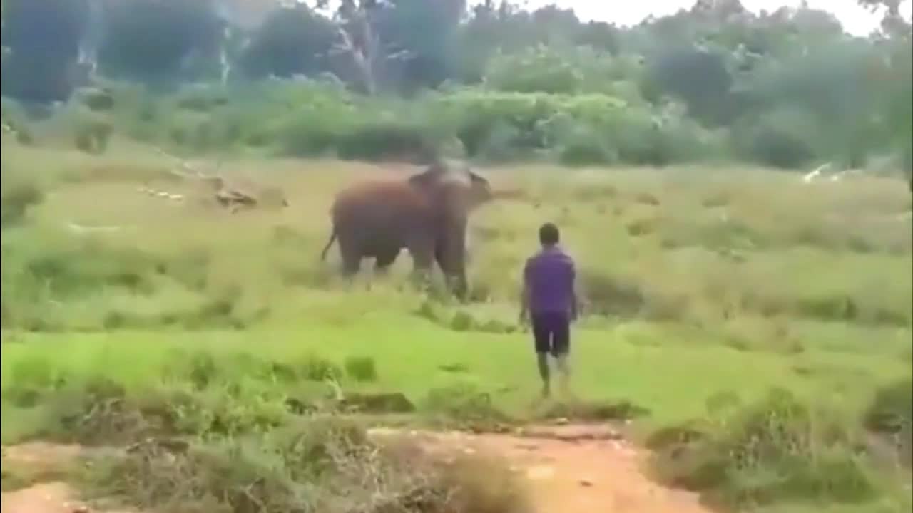 WILD ELEPHANT ATTACK ! AVOID WATCHING SENSITIVE PEOPLE