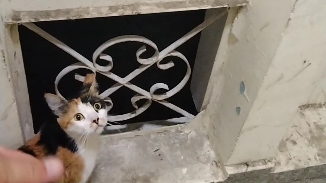 Cute Cate