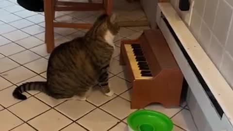 This cat plays the piano when its hungry