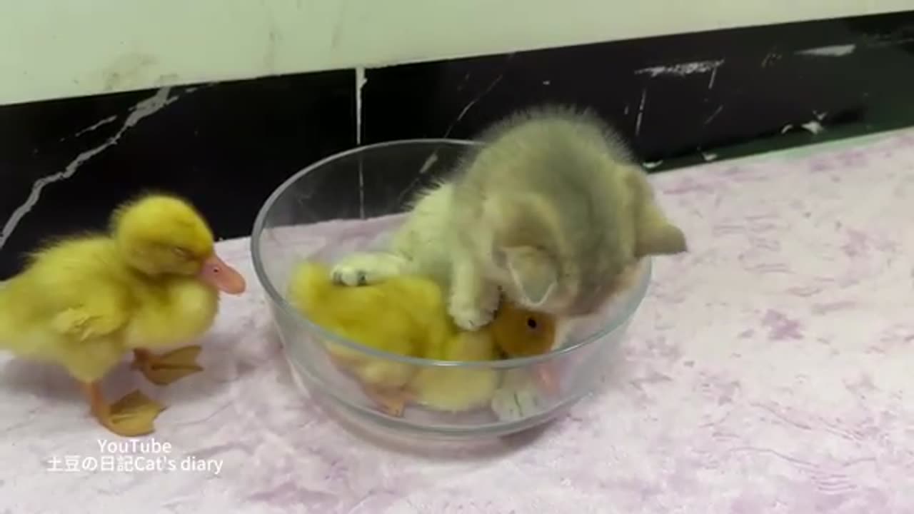 Funny and cute animals become good friends.The cute kitten invites the duckling to sleep in the bowl