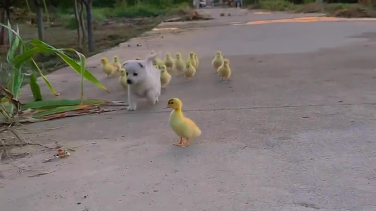 Under the sunset, the dog happily runs with a group of ducklings. #CutePets #Dogs