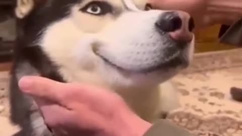 Funny animal videos try not to laught