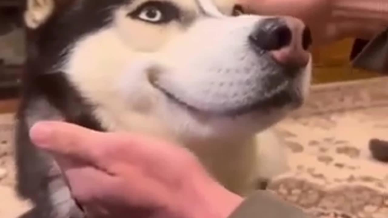 Funny animal videos try not to laught