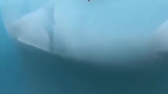 Penguin jump in to the water