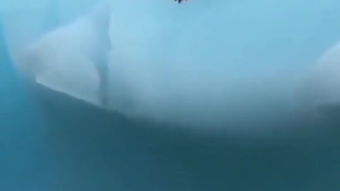 Penguin jump in to the water