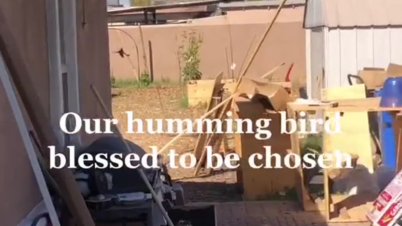 Humming Bird Friend