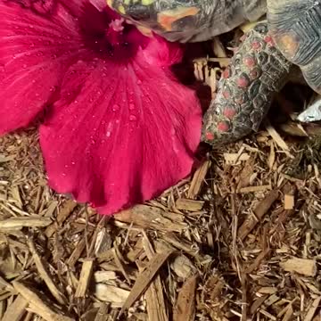 Red foot tortoise enjoying a treat.