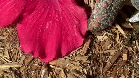 Red foot tortoise enjoying a treat.