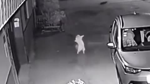 Is this the coolest cat!! ..Midnight Cat Dance: Feline Boogie on the Street!