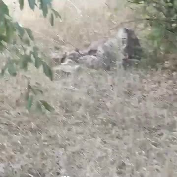 Ukraine war combat footage Kursk 8/29/24