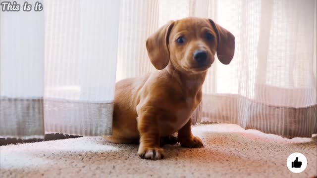 cute puppy playing around in a mirror.