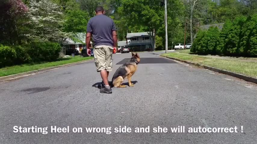 Best dog training video