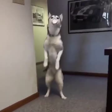 The laughter says it all.