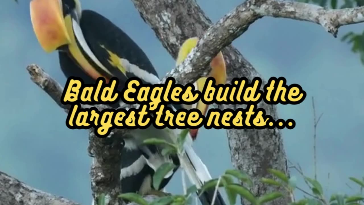 Animal Facts Bald Eagle Nests #shorts