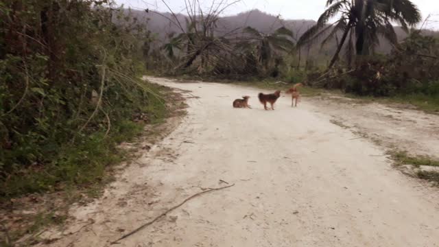 #Dogs fighting, # Dogs Playing