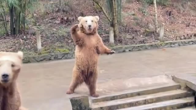 Bear asking for food such a cute moment ☺️