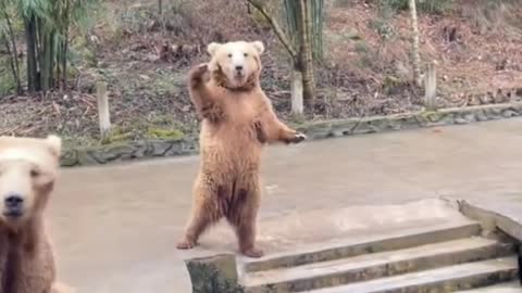 Bear asking for food such a cute moment ☺️