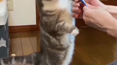 Cat testing a chocolate