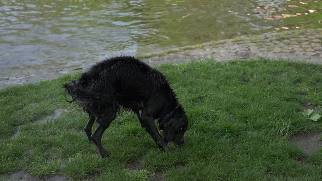 A dog shakes off the water