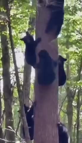 Who Wants to Work Today? The Bear or the Plane? 😂