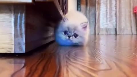 Cute cat video 😁😀😀😀😀