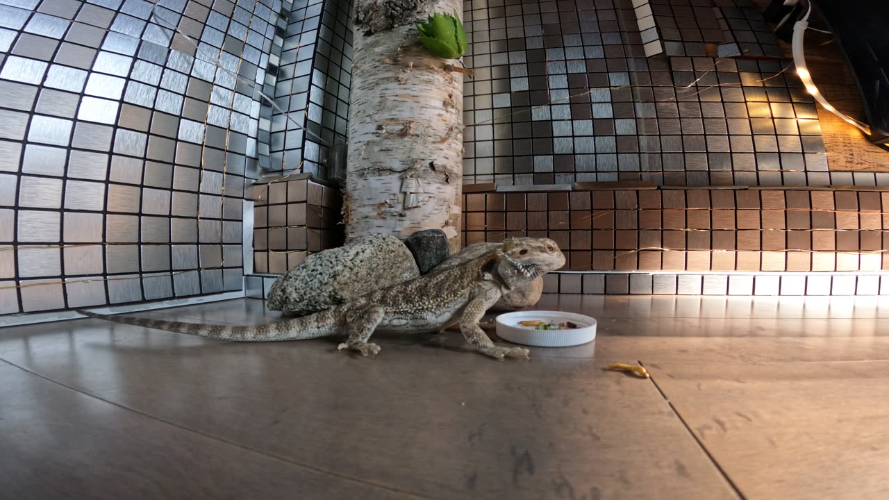 🐲🐉 Kobe The Bearded Dragon Waking Up To Eat 🦕🦖☀️ 8 Months Old 🍼🐣🚼