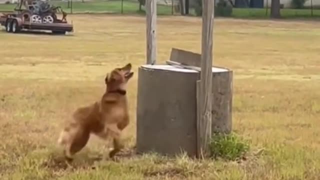 Top attacks of animals πΆπ±π