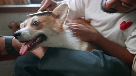 Funny Corgi relaxed and combed