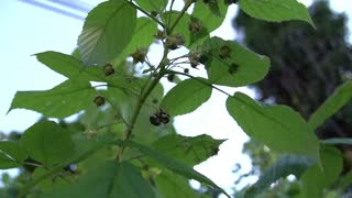 Black Bumble Bee Going Over Some Green Leafs And Plants