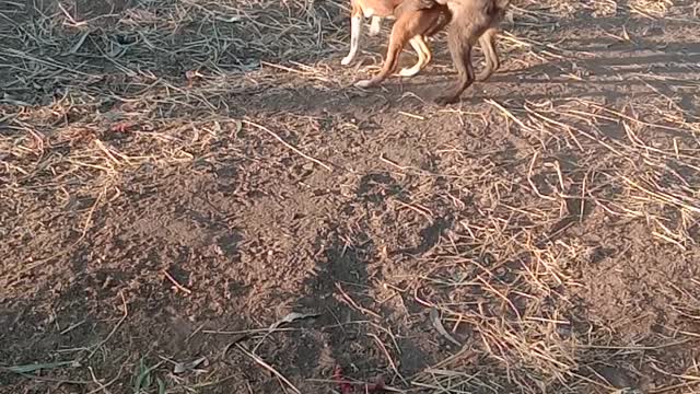 funny dog ​​fight dogs having fun with their friends