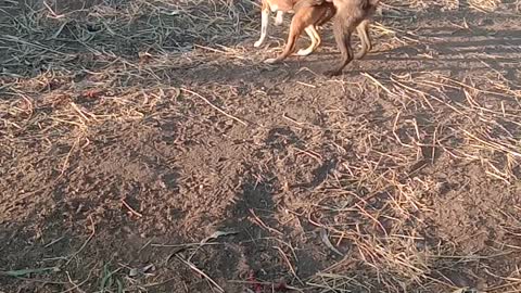 funny dog ​​fight dogs having fun with their friends