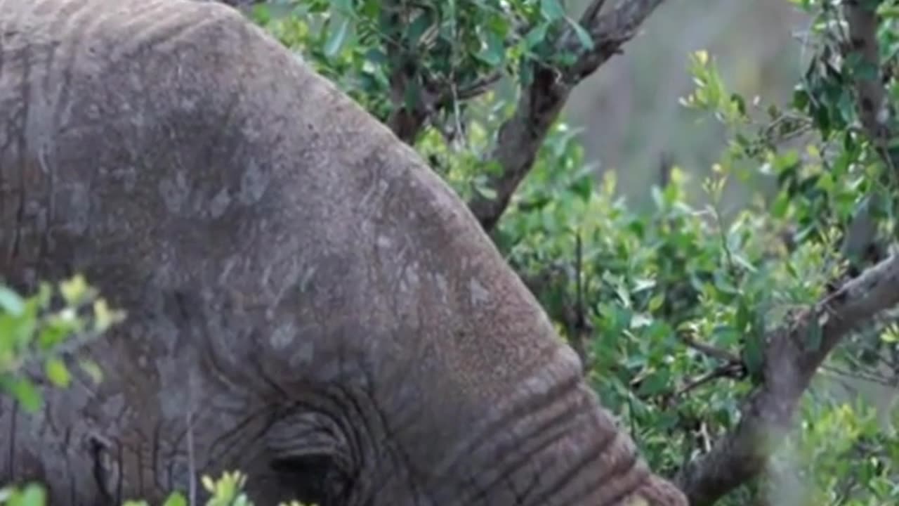 Facts About Elephants