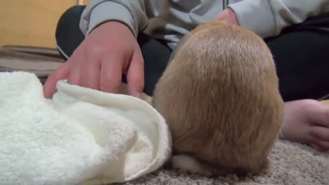 A cute spoiled rabbit growls and thumps when owner stops petting