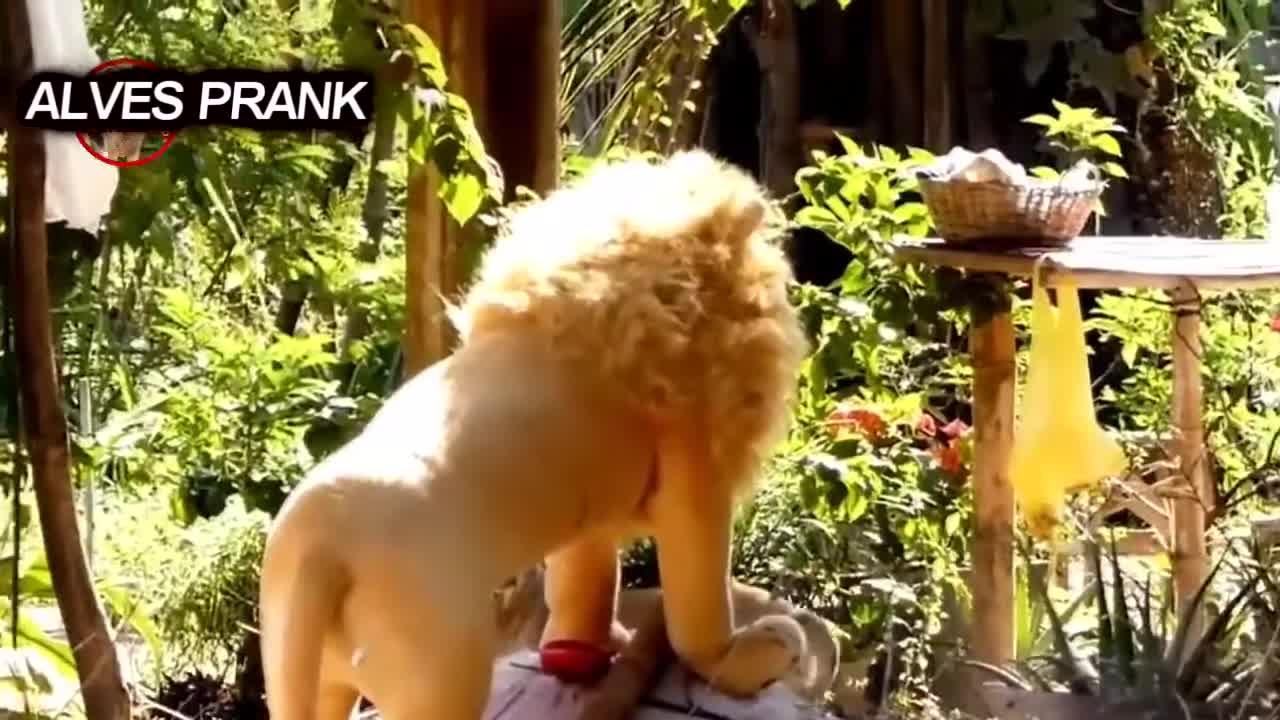 FALSE LION VS DOG, VERY FUNNY PIGS