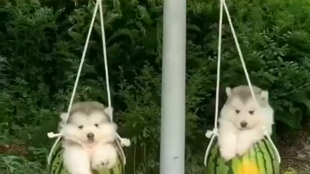 Cute puppies😍