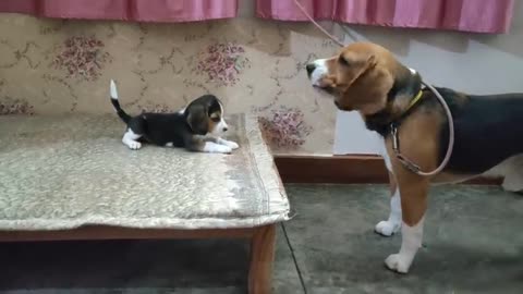 Deep conversation between fether & daughter Leo & Lilly Leo the beagle