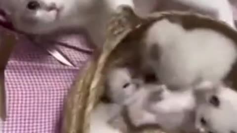 cute and funny animals