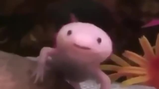 Axolotl with THX Sound Effect :0