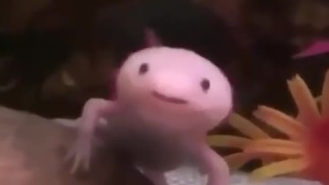 Axolotl with THX Sound Effect :0