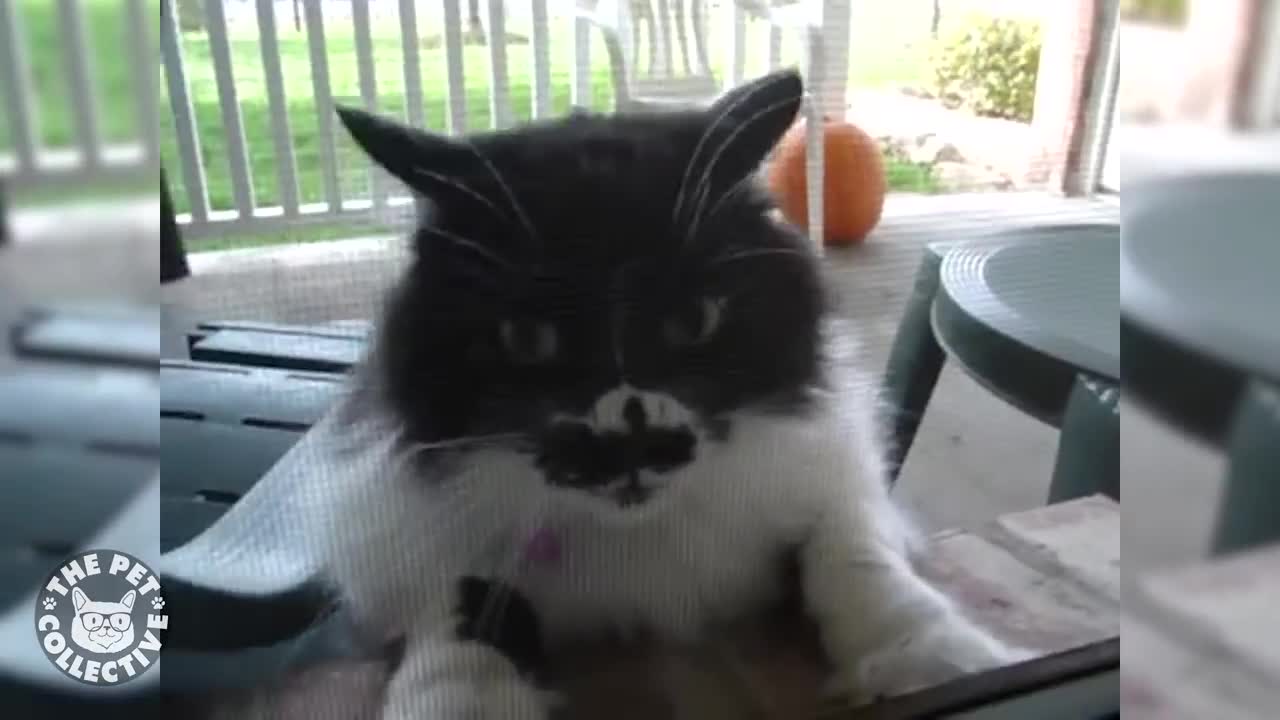 ANGRY CAT- ANGRY CAT