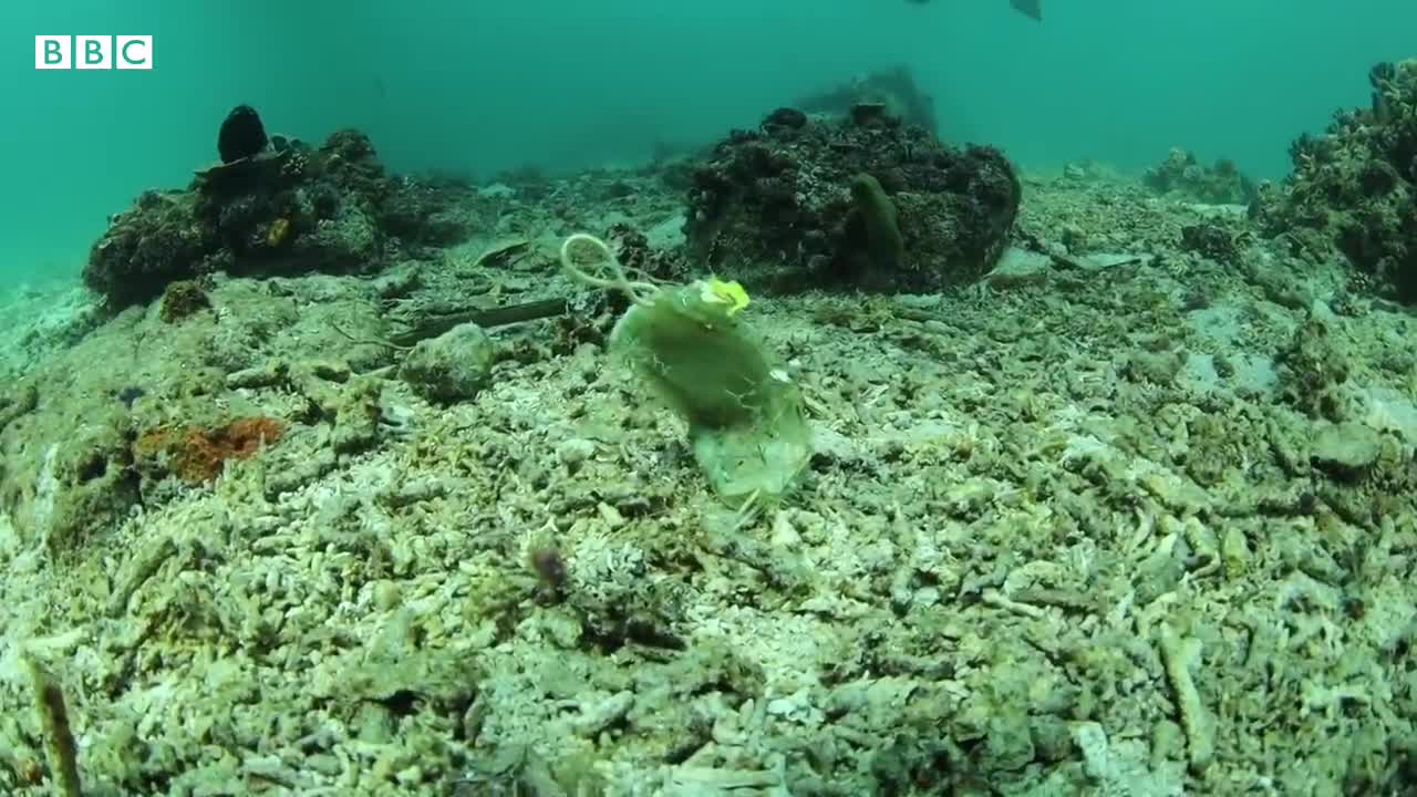 Philippines reef littered with face masks - BBC News