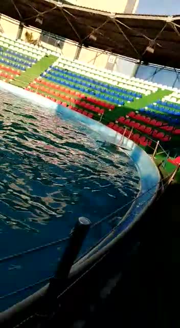 Beluga Natasha posing on camera