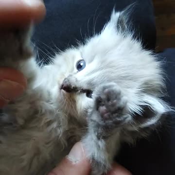 Kitten With Blue Eyes So Cute #shorts