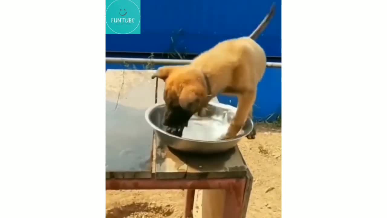 Funny animal videos 🐕😹🤪 _ Try not to laugh 2022 _ part 11